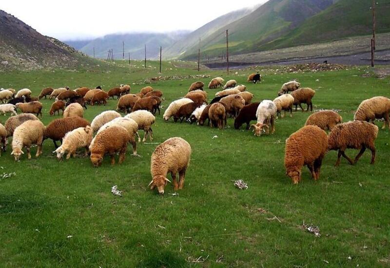 Qurbanlıq heyvanı onlayn qaydada almaq mümkündür