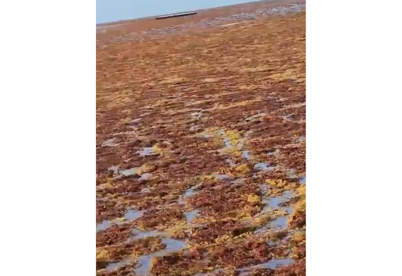 Берега Карибского бассейна страдают от нашествия водорослей
