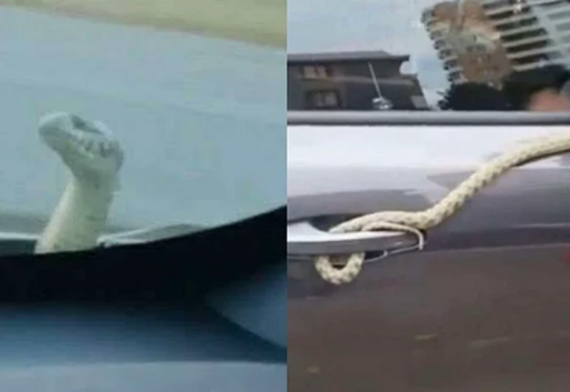 Bakıdan Bərdəyə qədər ilanla yol yoldaşı oldular