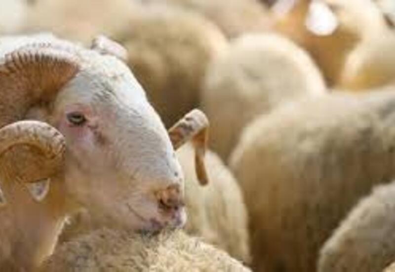 Qurbanlıq heyvan kəsməyib onun dəyərində pul yardımı etmək olar?