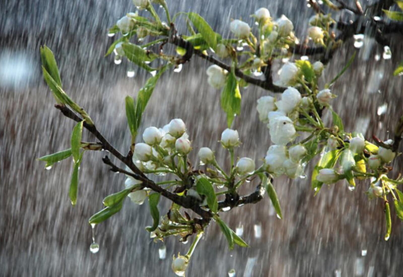 Bu ərazilərə yağış yağır