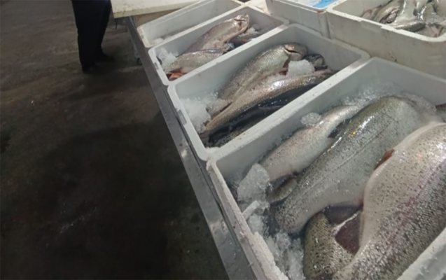 Bakıda məşhur bazarda yararsız balıqlar satırlarmış
