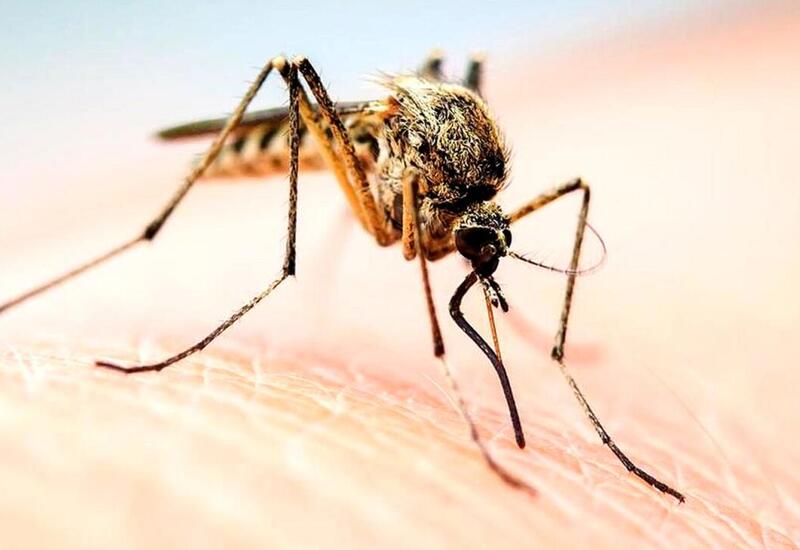 Ağcaqanadlardan bezənlərin NƏZƏRİNƏ