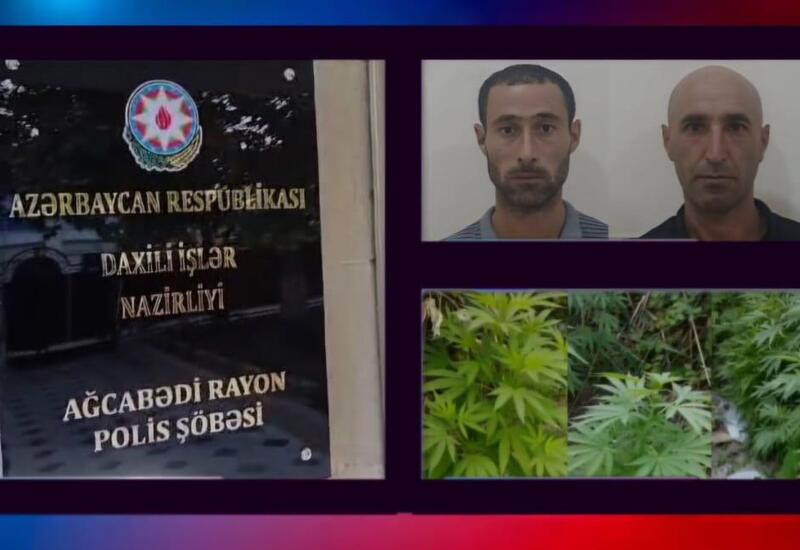 Çətənə bitkilərinin kultivasiyasını təşkil edən şəxslər saxlanıldı