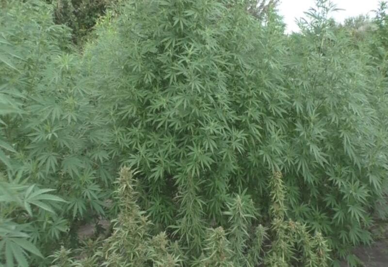 Füzulidə 7052 ədəd xaş-xaş kolu məhv edilib