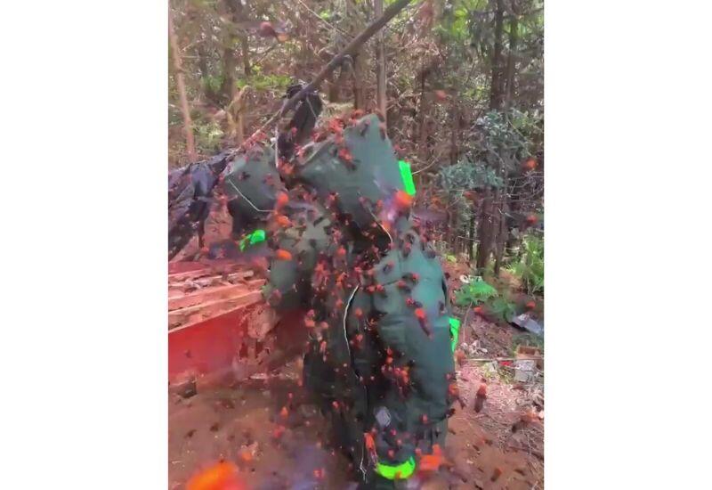 Видео ликвидации гнезда шершней в Китае завирусилось в соцсетях