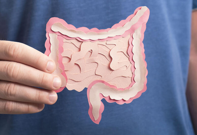 В кишечнике нашли регулятор долголетия