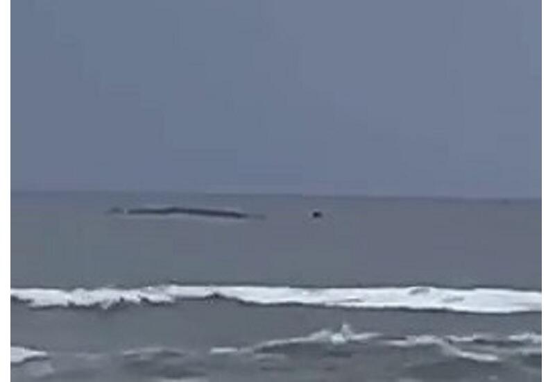 Гигантское существо замечено на берегу Майами