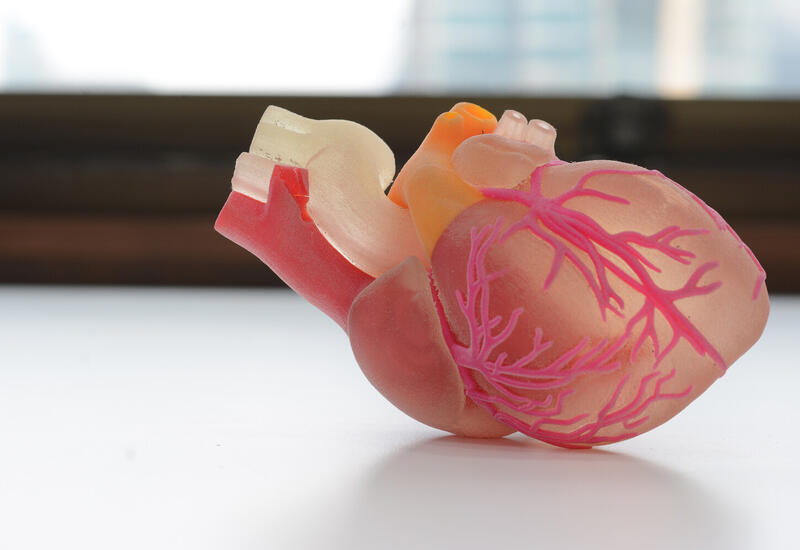 Найден способ восстановить сердце после инфаркта