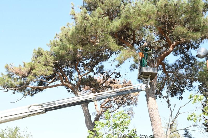 Paytaxtın küçələri yenidən yuyulub, yaşıllıqlara qulluq göstərilib