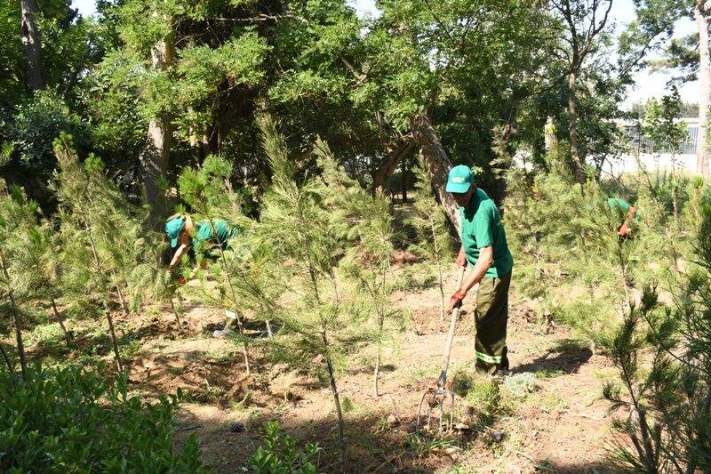 Paytaxtın küçələri yenidən yuyulub, yaşıllıqlara qulluq göstərilib