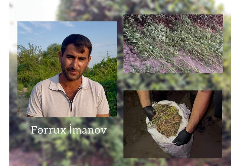 На берегу Куры обнаружен туннель с плантацией конопли