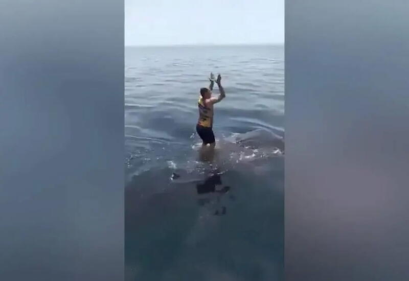 Мужчина забрался на спину огромной акулы и попал на видео