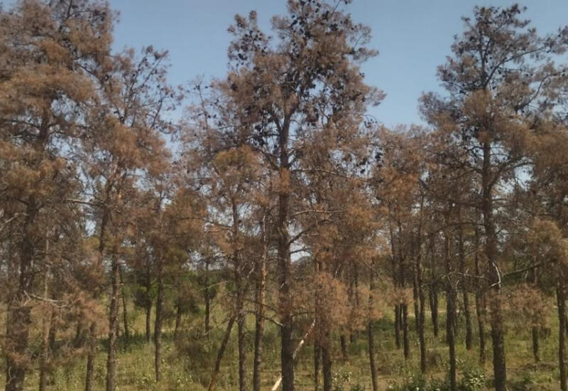 Oğuzda ağac kəsiminə görə cinayət işi başlandı