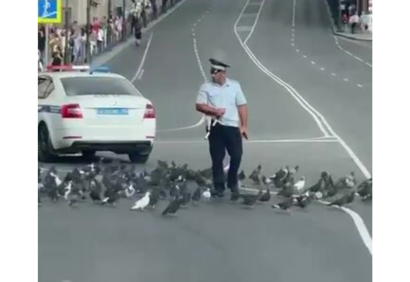 Полицейский и голуби покорили азиатские соцсети