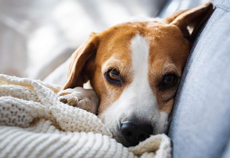 Врач рассказал о пользе сна с питомцами