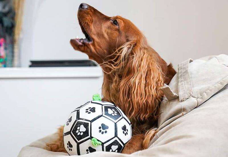 Ветеринарный врач указала на способы адаптации собак к одиночеству без стресса