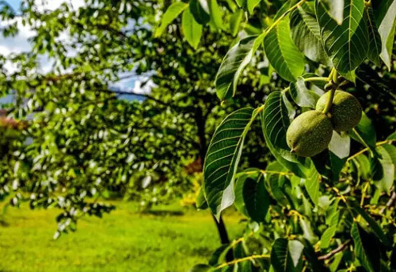 65 yaşlı kişi ağacdan yıxılıb öldü