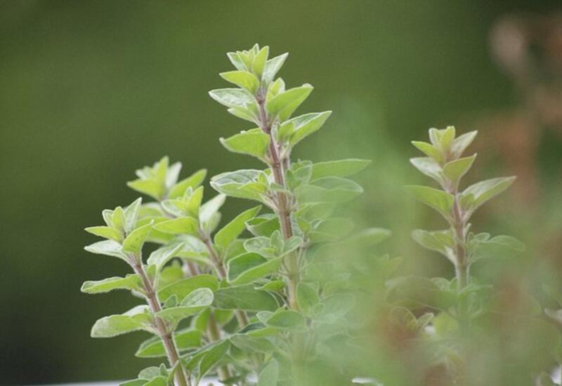 Обычная специя оказалась союзником в борьбе против рака