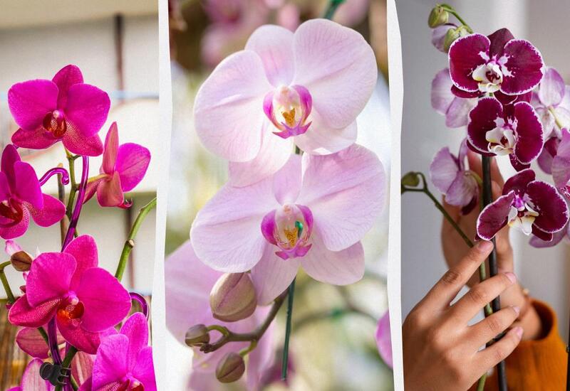 Почему орхидеи "страдают" на солнечном окне?