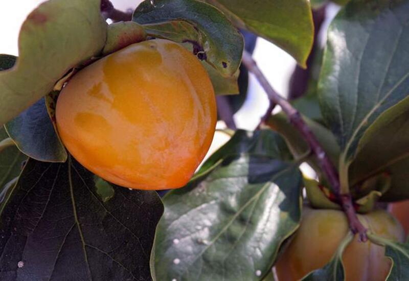 Диетолог назвал полезный для укрепления иммунитета фрукт