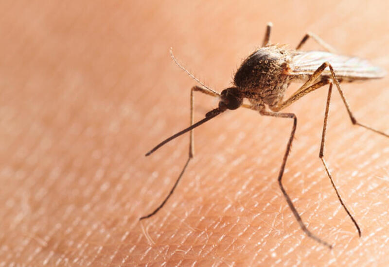 Bu ağcaqanadlar təhlükəlidir