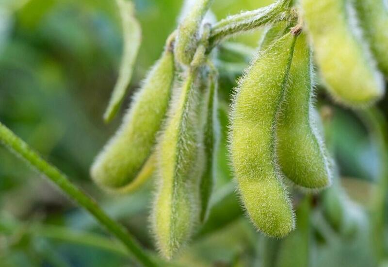 Sinə xərçəngi halları artır