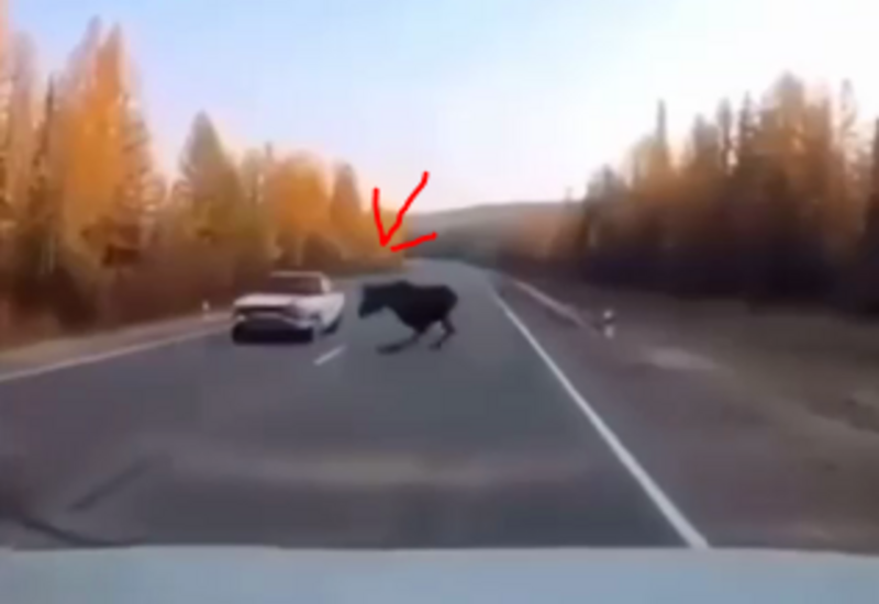 Sığır inanılmaz fəndlə ölümdən xilas oldu