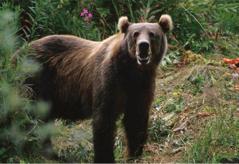 Qubada ayılar kəndin içində gəzirlər