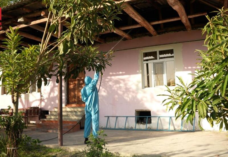 Azərbaycanda böcəklər kəndlərə daraşdı