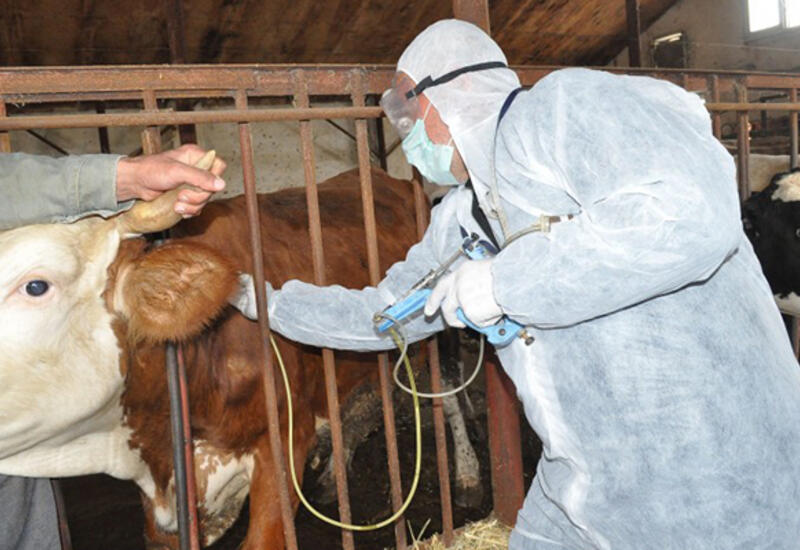 Azərbaycanda insanlar arasında dabaq xəstəliyinə yoluxma halları var?