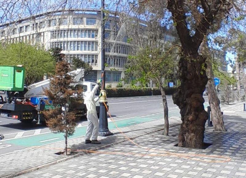 Paytaxtda Ağ Amerika kəpənəklərinə qarşı profilaktika işləri aparılır