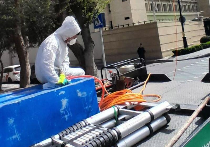Paytaxtda Ağ Amerika kəpənəklərinə qarşı profilaktika işləri aparılır