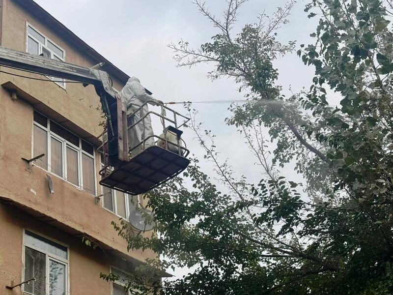 Paytaxtda Ağ Amerika kəpənəklərinə qarşı profilaktika işləri aparılır