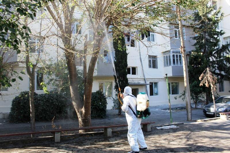 Paytaxtda Ağ Amerika kəpənəklərinə qarşı profilaktika işləri aparılır