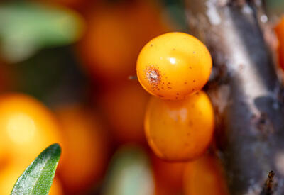 У семян облепихи нашли полезное для сосудов свойство