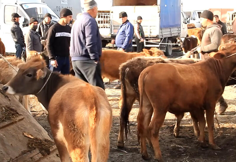 Bu gündən heyvan bazarları bağlanır