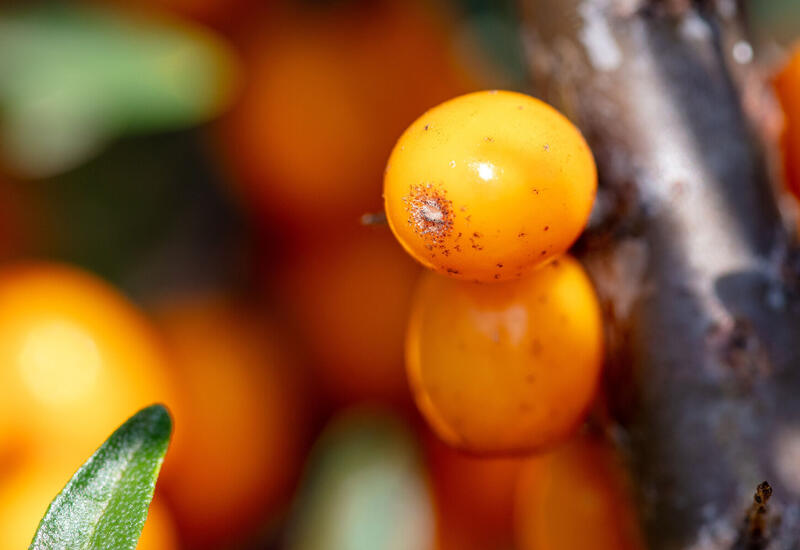 У семян облепихи нашли полезное для сосудов свойство