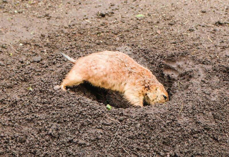 Животные научились копать норы 550 млн лет назад