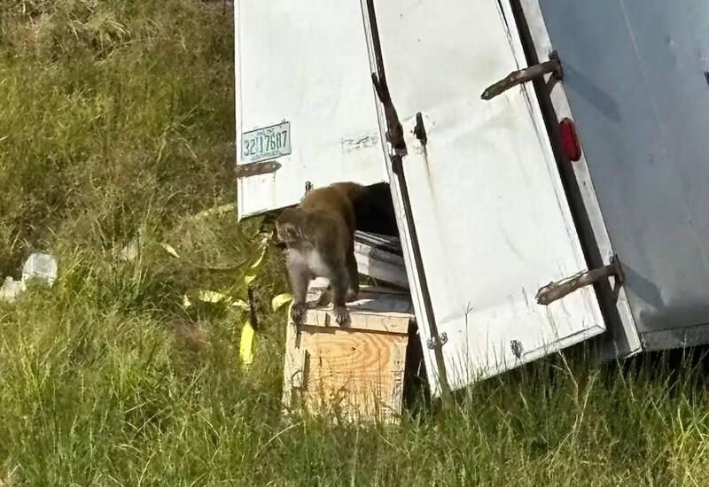 Из лаборатории в США сбежали зараженные обезьяны