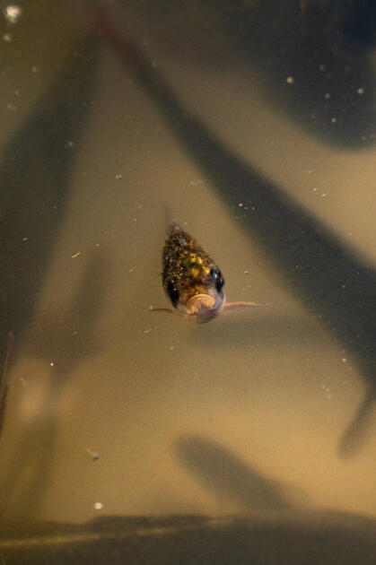 Вице-президент Фонда Гейдара Алиева Лейла Алиева и руководитель Баку Медиа Центра Арзу Алиева приняли участие в церемонии открытия Ахар-Бахарского национального парка в Гахском районе