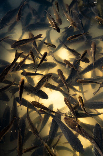 Вице-президент Фонда Гейдара Алиева Лейла Алиева и руководитель Баку Медиа Центра Арзу Алиева приняли участие в церемонии открытия Ахар-Бахарского национального парка в Гахском районе