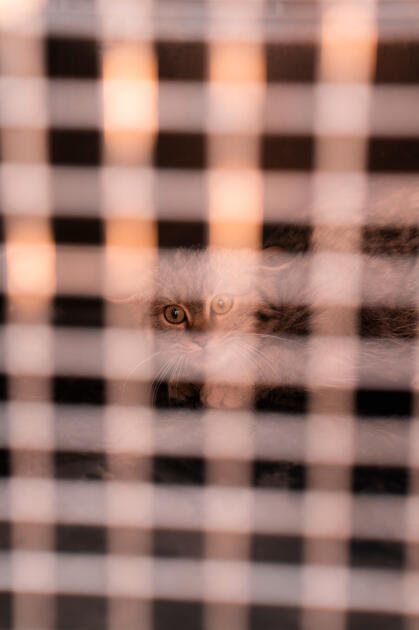 Вице-президент Фонда Гейдара Алиева Лейла Алиева и руководитель Баку Медиа Центра Арзу Алиева приняли участие в церемонии открытия Ахар-Бахарского национального парка в Гахском районе