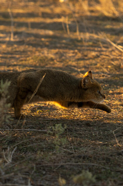 Вице-президент Фонда Гейдара Алиева Лейла Алиева и руководитель Баку Медиа Центра Арзу Алиева приняли участие в церемонии открытия Ахар-Бахарского национального парка в Гахском районе