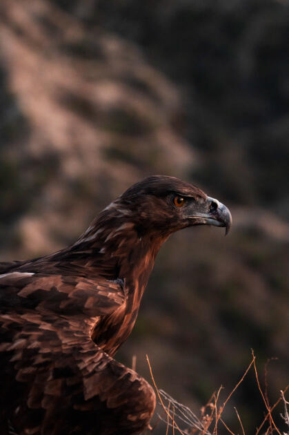 Вице-президент Фонда Гейдара Алиева Лейла Алиева и руководитель Баку Медиа Центра Арзу Алиева приняли участие в церемонии открытия Ахар-Бахарского национального парка в Гахском районе