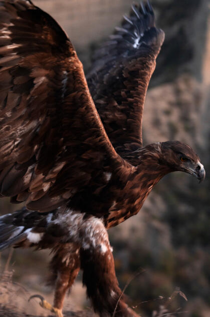 Вице-президент Фонда Гейдара Алиева Лейла Алиева и руководитель Баку Медиа Центра Арзу Алиева приняли участие в церемонии открытия Ахар-Бахарского национального парка в Гахском районе