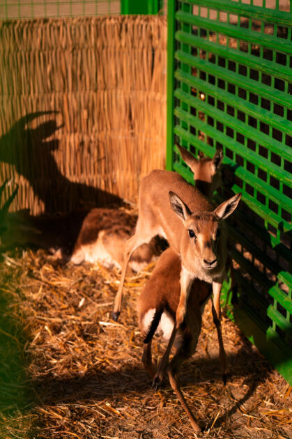 Вице-президент Фонда Гейдара Алиева Лейла Алиева и руководитель Баку Медиа Центра Арзу Алиева приняли участие в церемонии открытия Ахар-Бахарского национального парка в Гахском районе