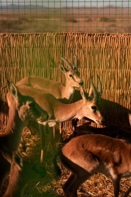 Вице-президент Фонда Гейдара Алиева Лейла Алиева и руководитель Баку Медиа Центра Арзу Алиева приняли участие в церемонии открытия Ахар-Бахарского национального парка в Гахском районе