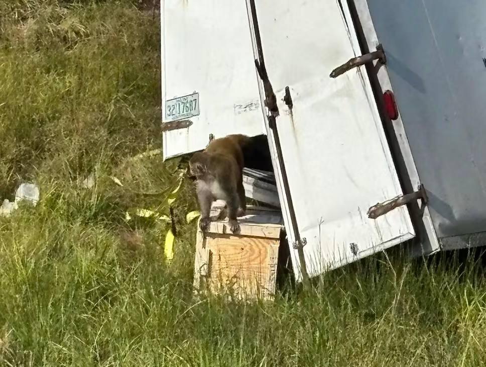 Из лаборатории в США сбежали зараженные обезьяны