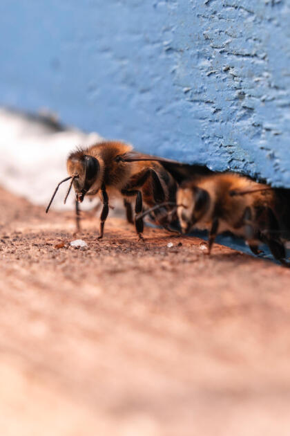 Heydər Əliyev Fondunun vitse-prezidenti Leyla Əliyeva Qəbələdə “Gənc arıçı” layihəsinin iştirakçısı ilə görüşüb